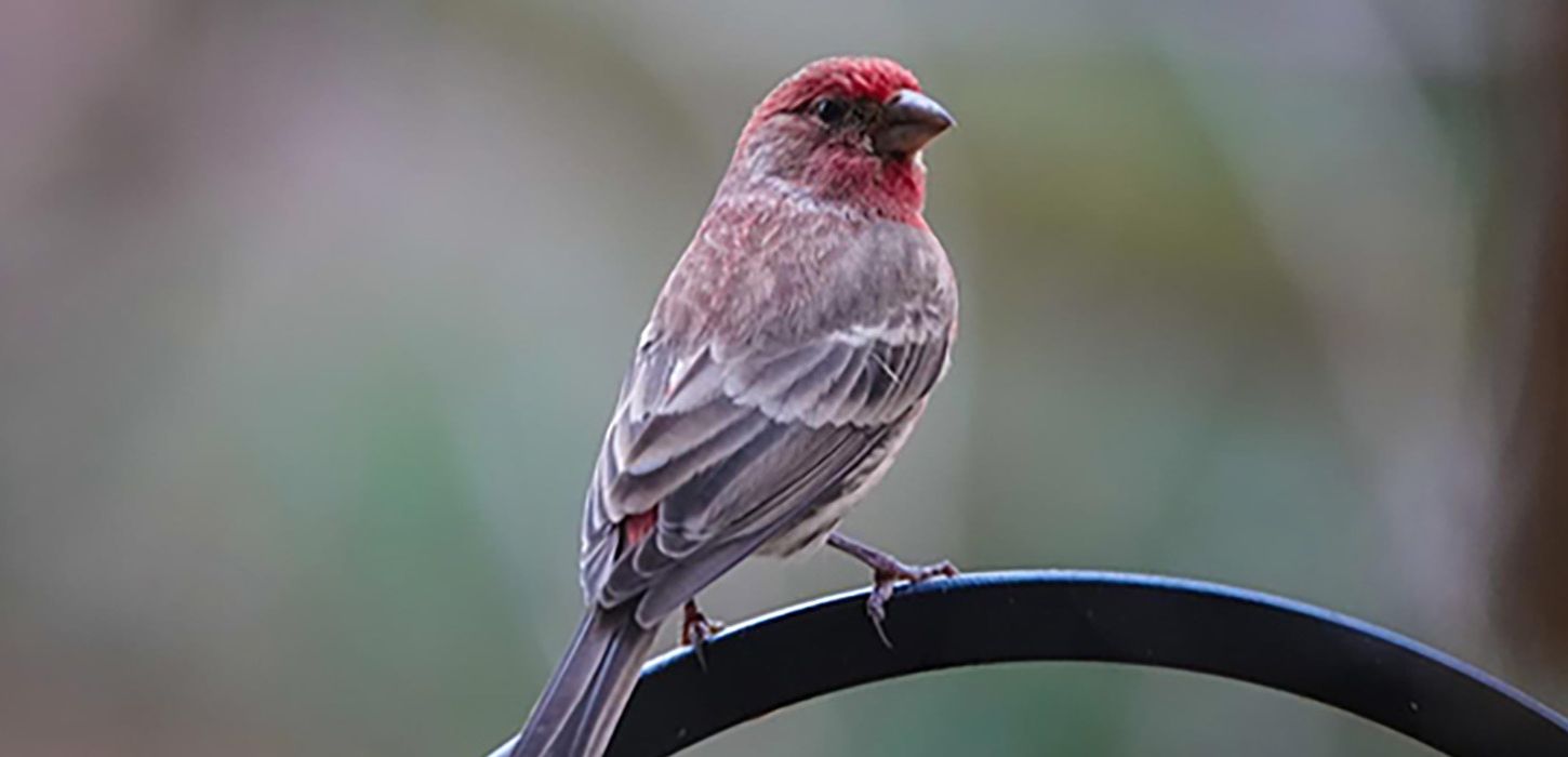house finch sitting on a branch
