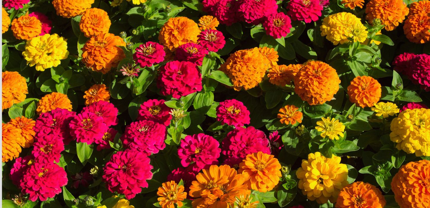 pink and orange zinnias