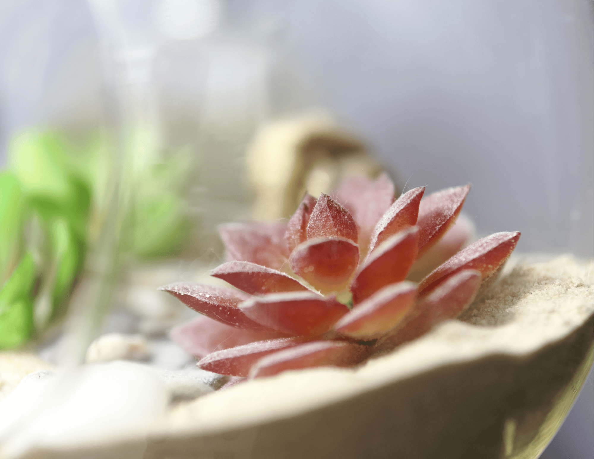 Closeup of a succulent in sand