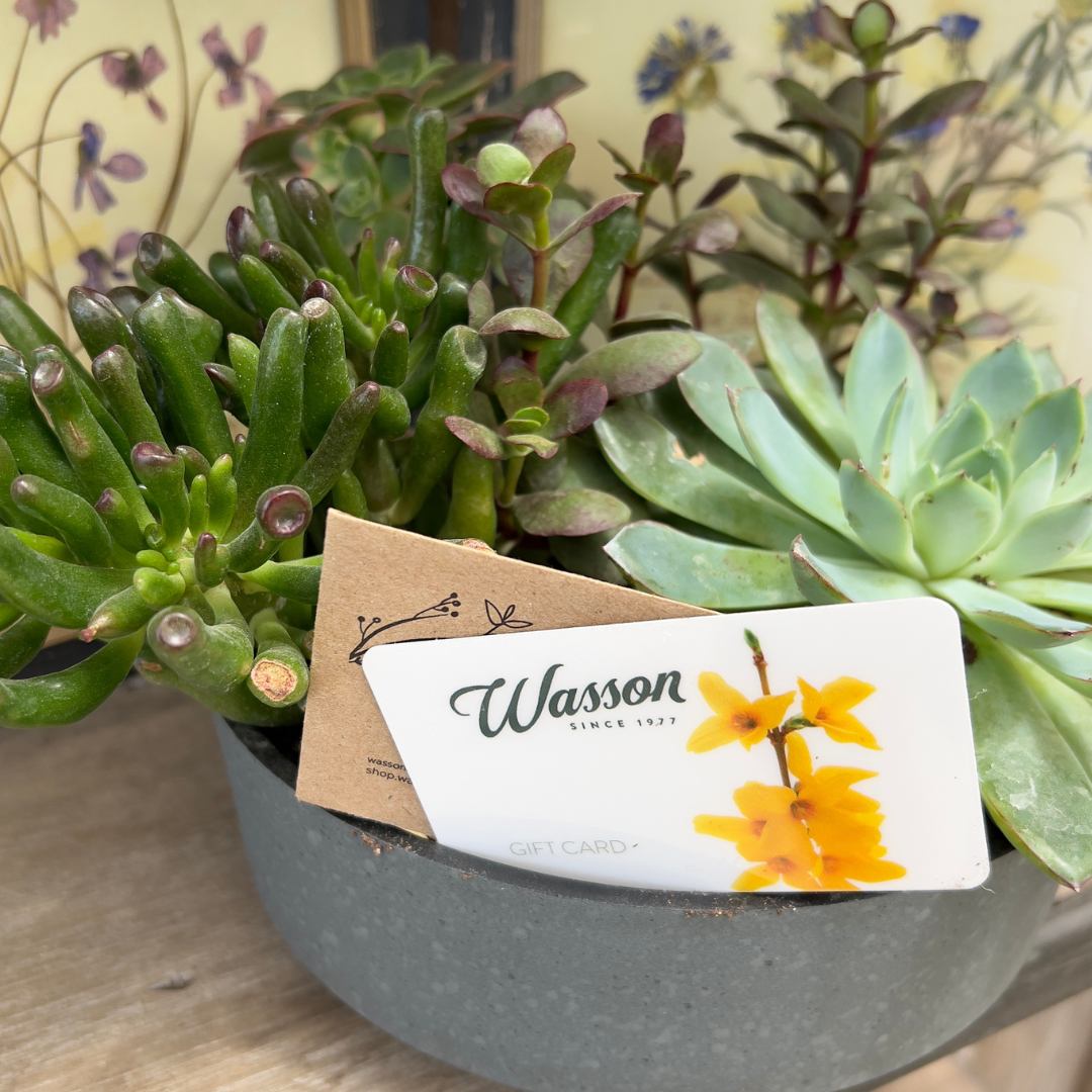 A Wasson gift card propped up in a pre-potted planter of succulents