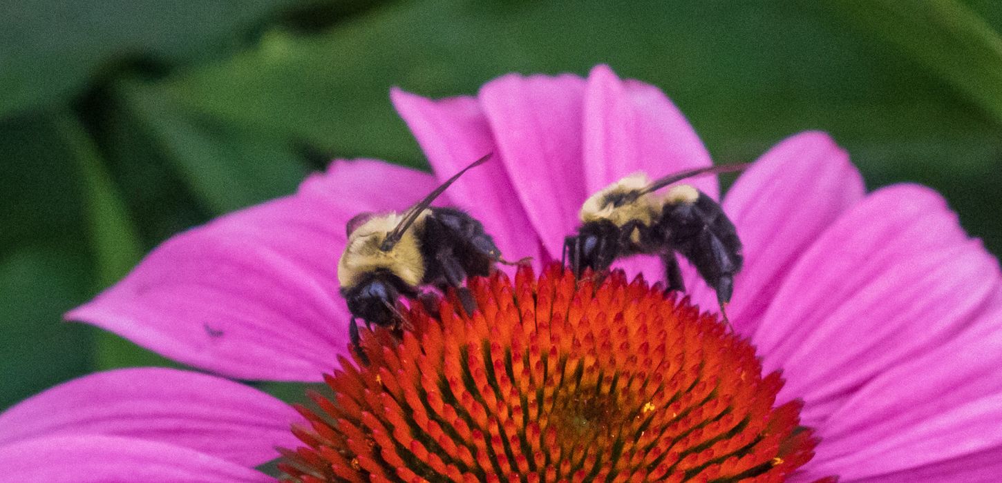 two bees pollinating a pink coneflower