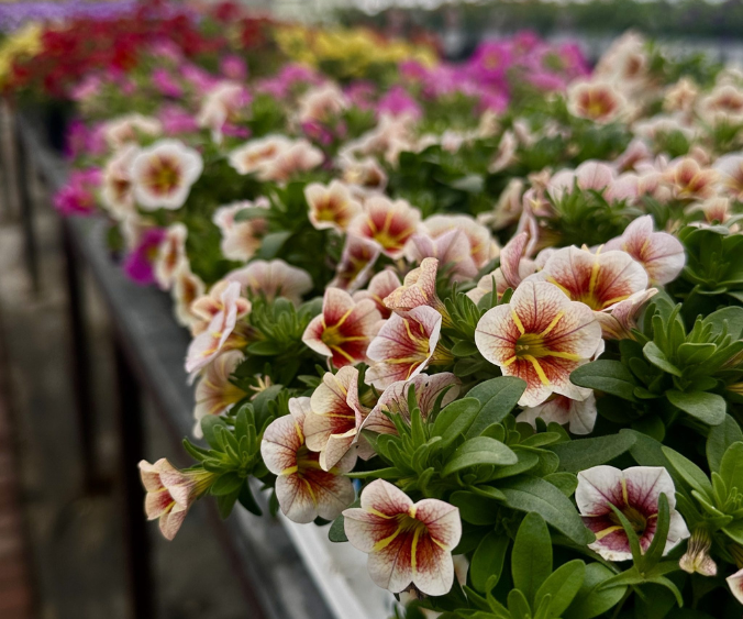 calibrachoa 'volcano sunrise' in a Wasson greenhouse