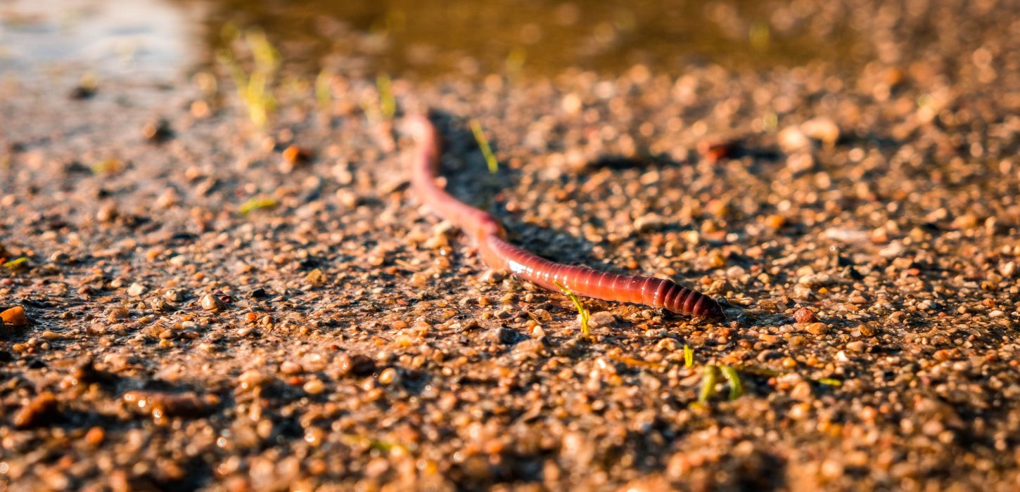 earthworm crawling on soil