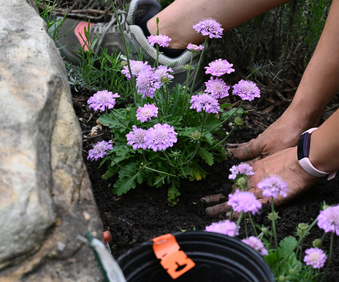 closeup of hands planting purple flowers in a garden bed