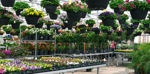 A view of the greenhouse at the Wasson Fishers Garden Center full of annuals and hanging baskets