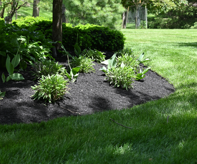 A freshly edged and mulched garden bed with perennials in spring