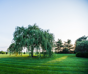 Willow tree in a healthy treated lawn during sunset