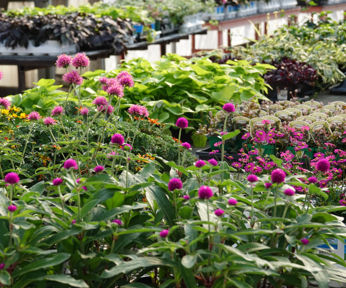 A closeup of annuals in Wasson's Muncie Garden Center greenhouse