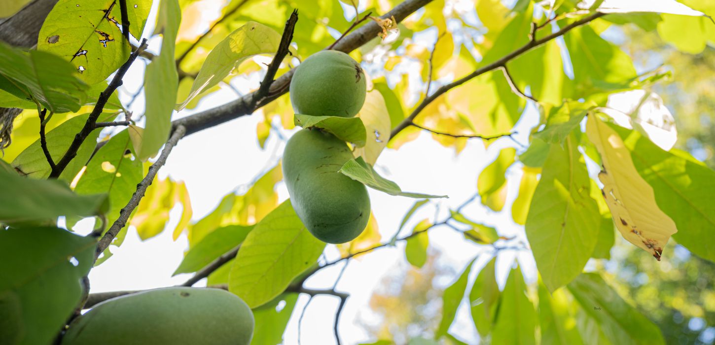 pawpaw fruits hanging from a branch
