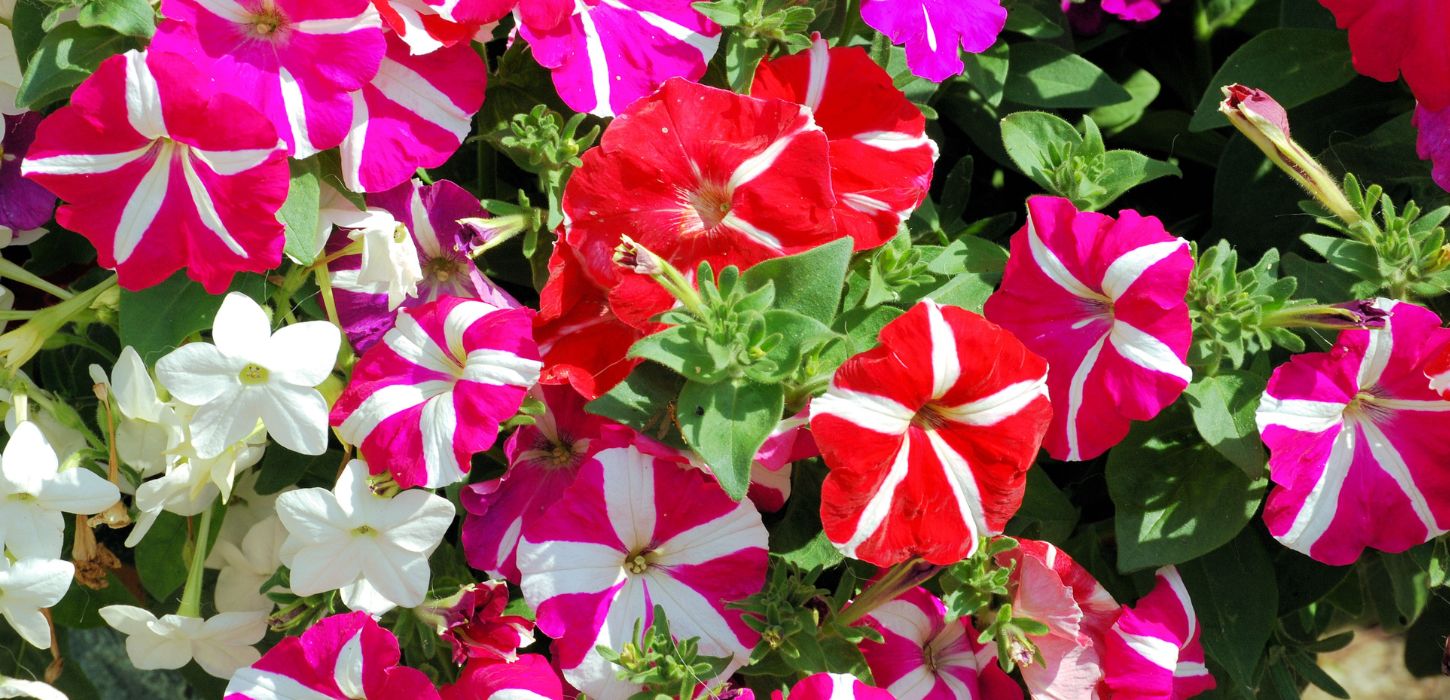 pink, red, and white petunias