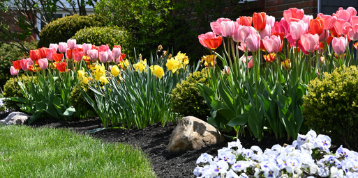 A lush garden bed of spring bulbs planted by Wasson's seasonal color program