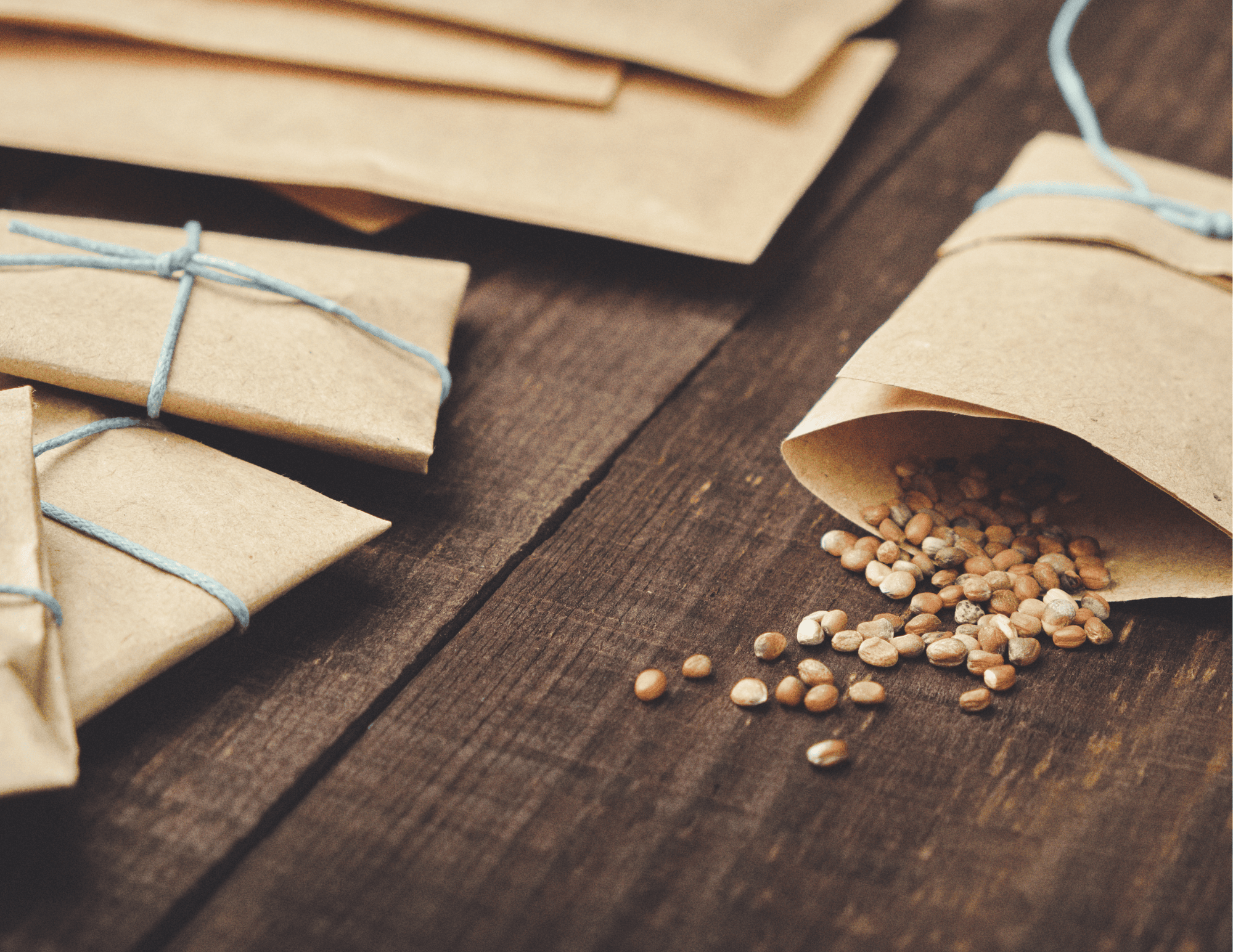 Table of seed packets with seeds poured out of a paclet on a wooden table