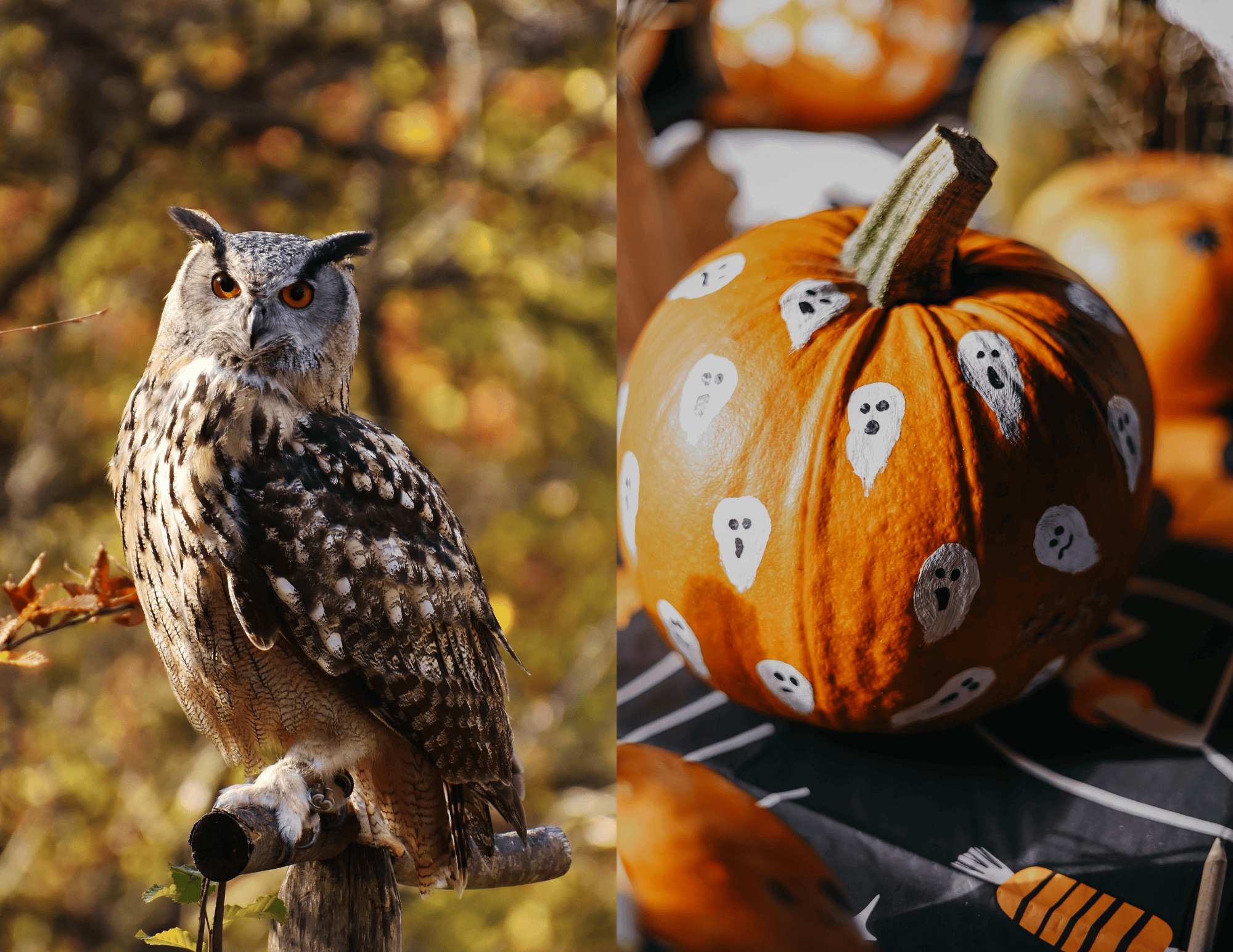 A split image depicting a great horned oil (left) and a painted pumpkin on a table (right)