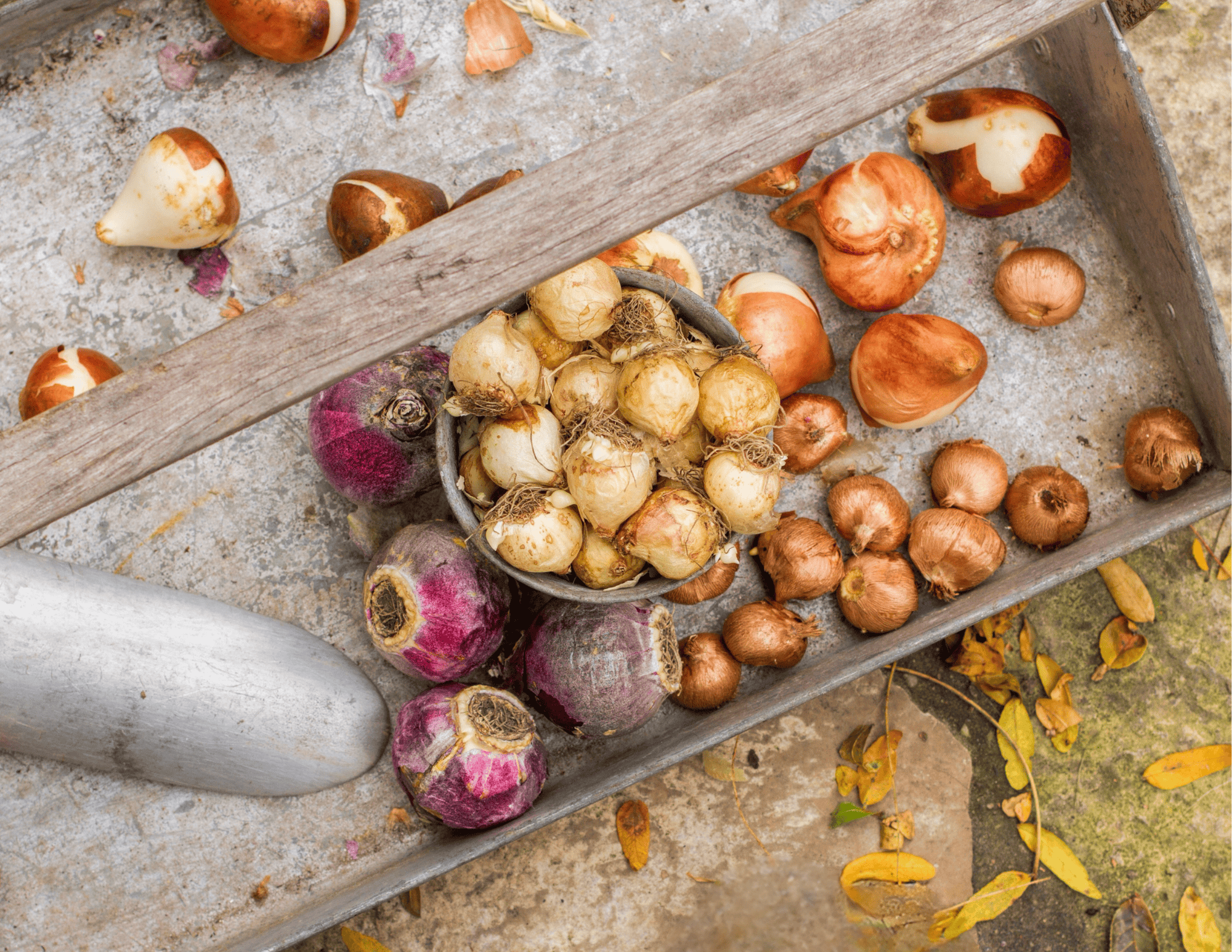 Image of fall bulbs in a wooden basket with a small garden shovel