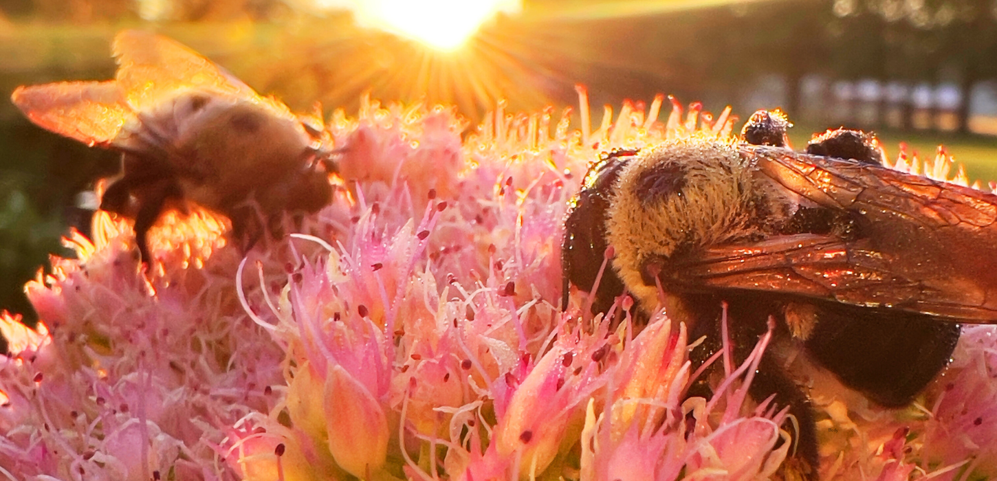 Indiana carpenter bees covered in morning dew on flower