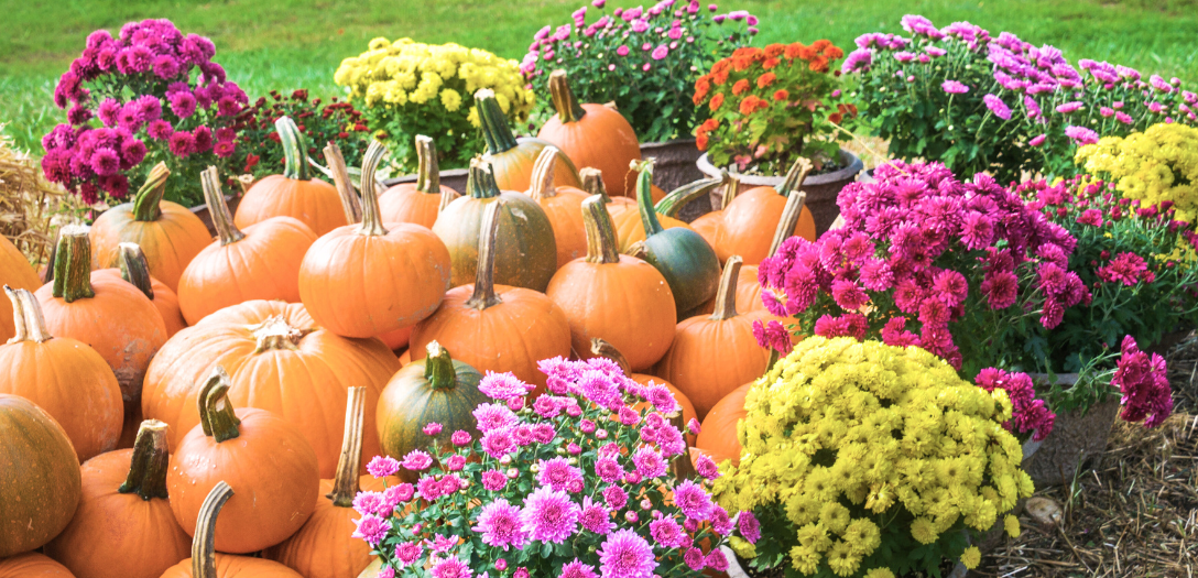 caring for seasonal mums blog article from Wasson