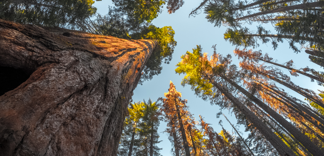 sequoias giants of time and nature