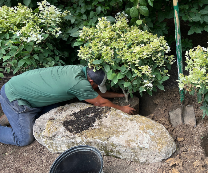 crew planting a hydrangea shrub on a softscape project