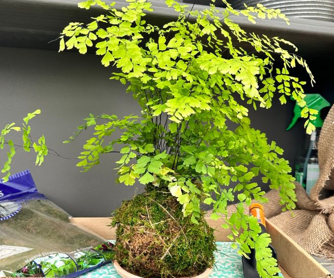 houseplant 101 weekend kokedama workshop image