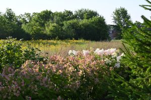 A planted field of perennials and wildflowers surrounded by trees.