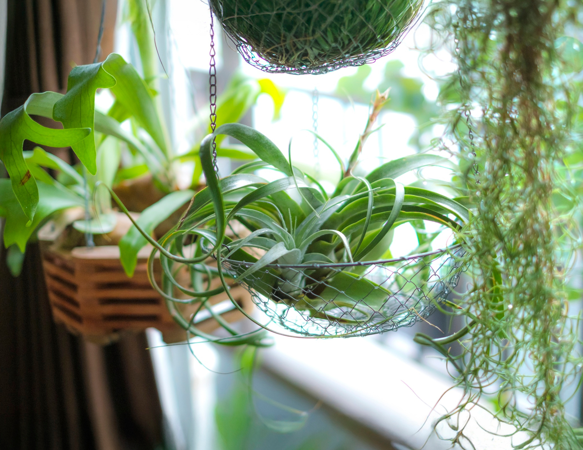 houseplant weekend event