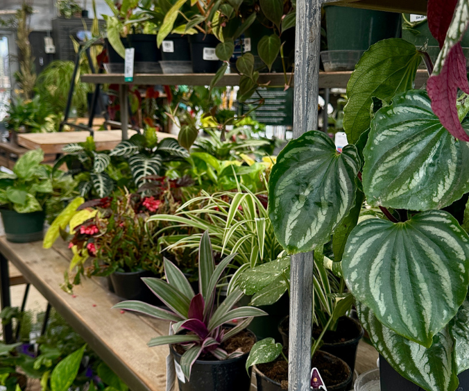 houseplants at wasson garden centers