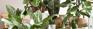 Houseplants