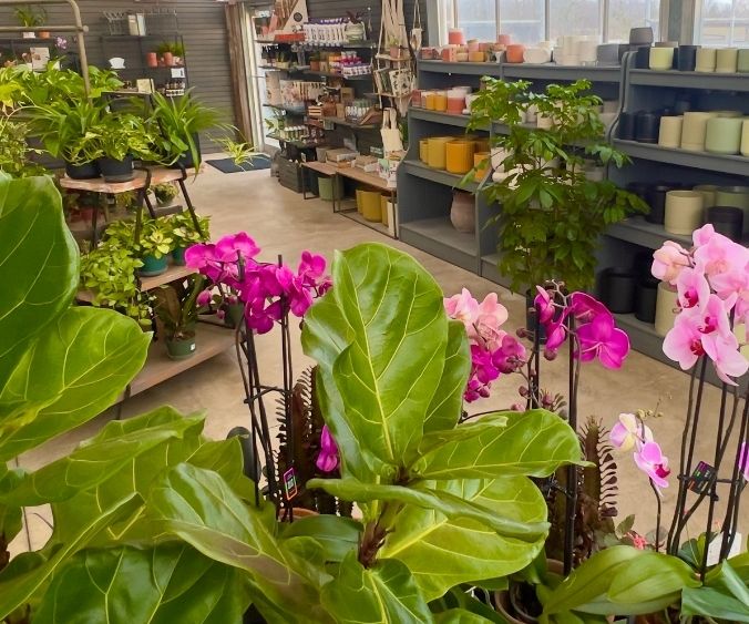 houseplants and accessories at wasson garden centers