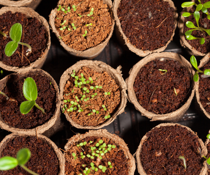 Seed starting shown with an aerial view of rows of paper pots with soil and sprouts