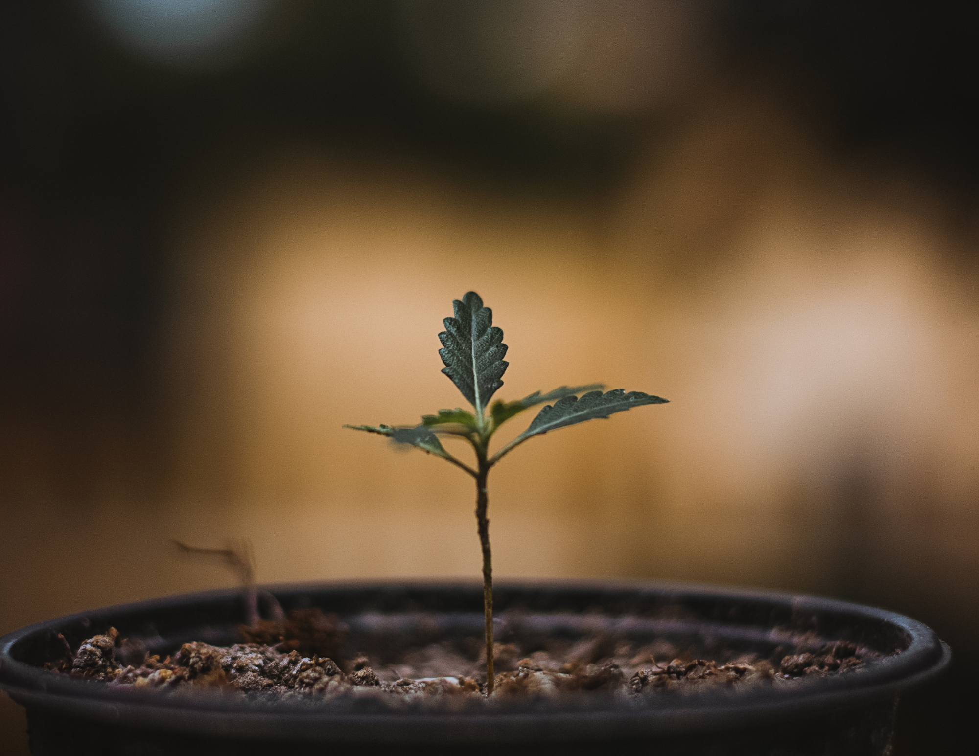 a sprout in a pot.