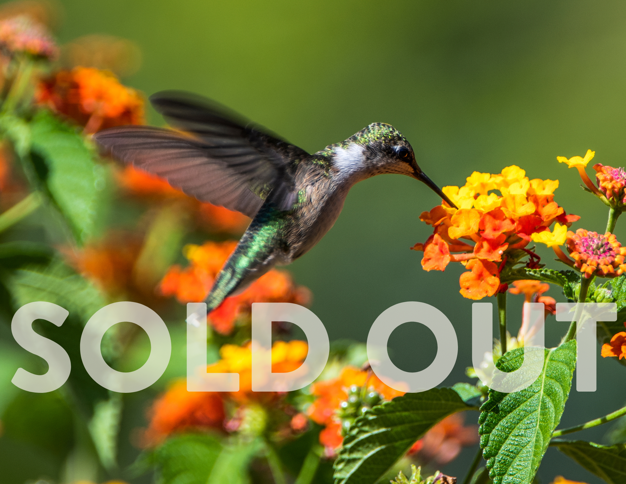 hummingbird planter workshop sold out
