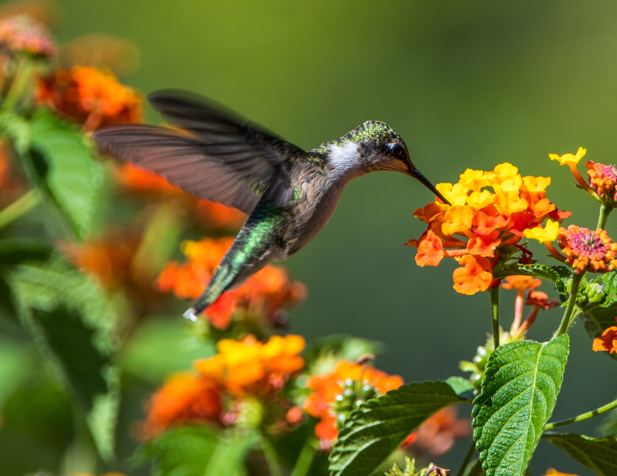 hummingbird workshop at wasson in fishers