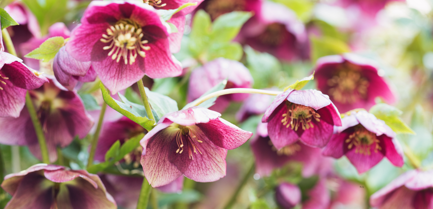 hellebore for hardy early spring plants