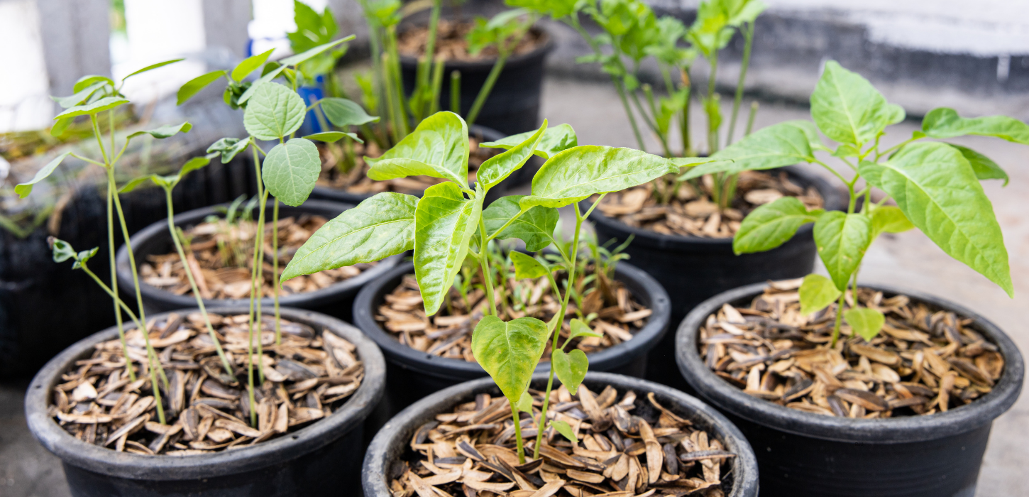 steps to keep new spring plants thriving outdoors