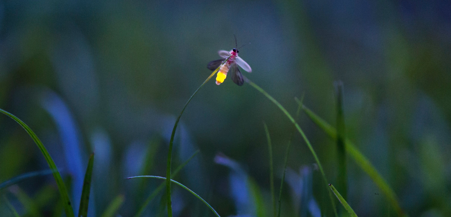 indiana's state bug is a firefly