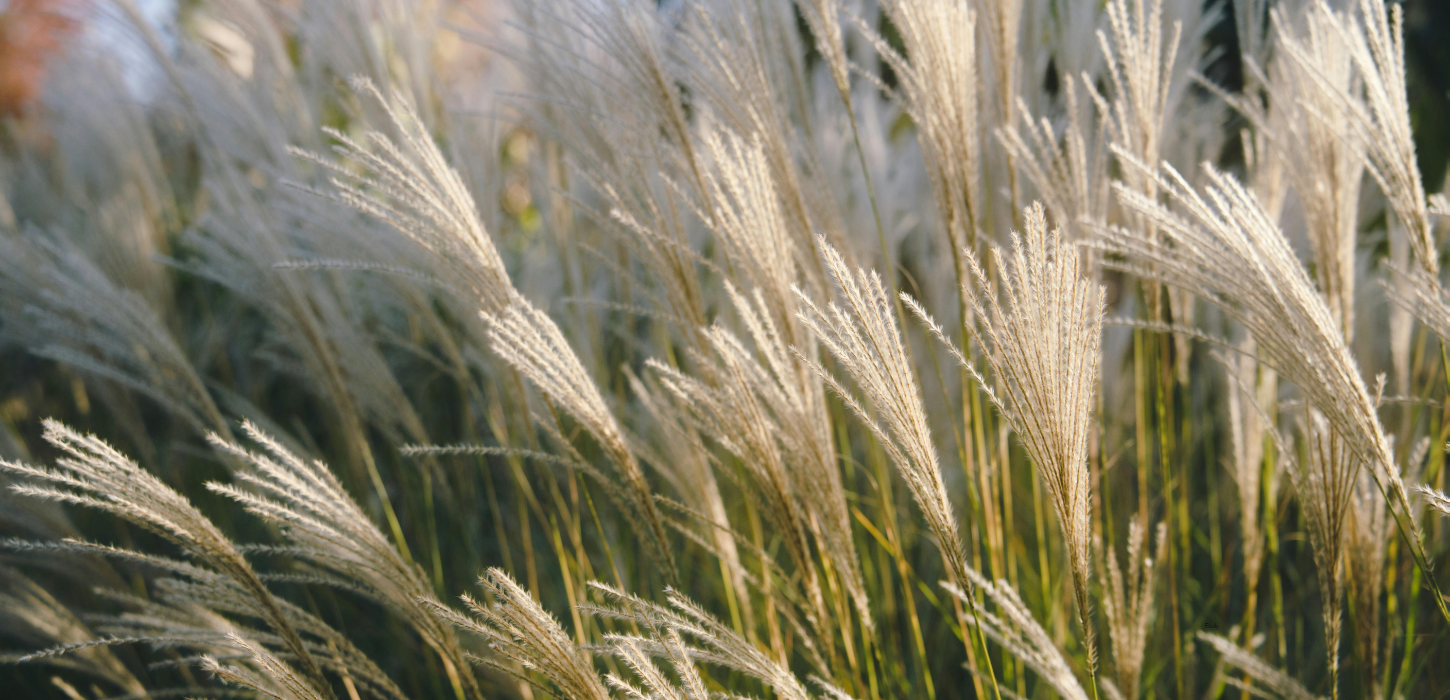 ornamental grass at Wasson