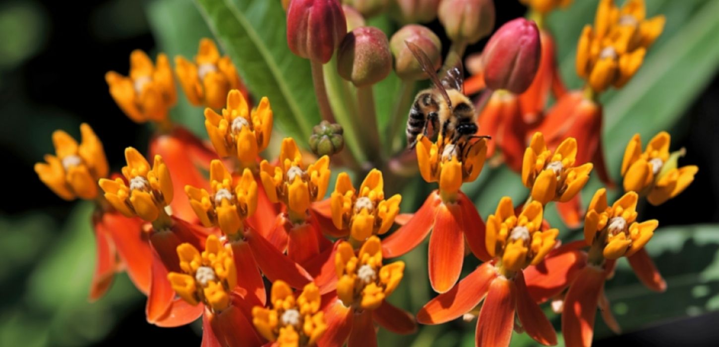 native plant for Indiana landscapes - butterfly weed