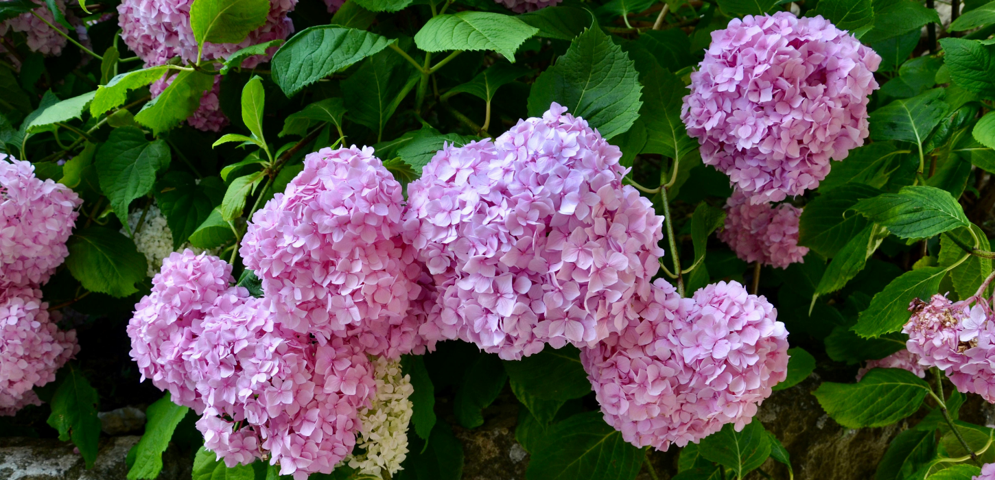 hydrangea care in early summer