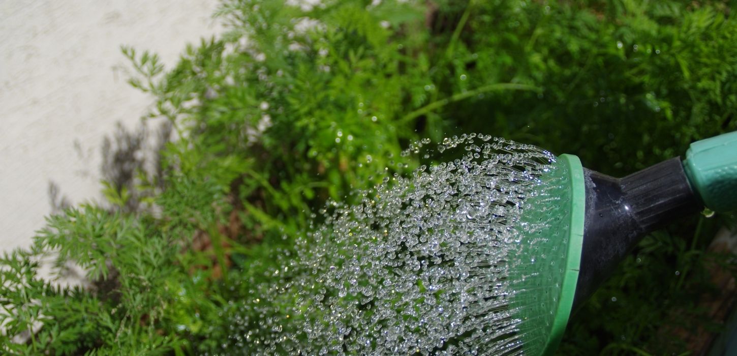 watering tips for indiana summer landscapes