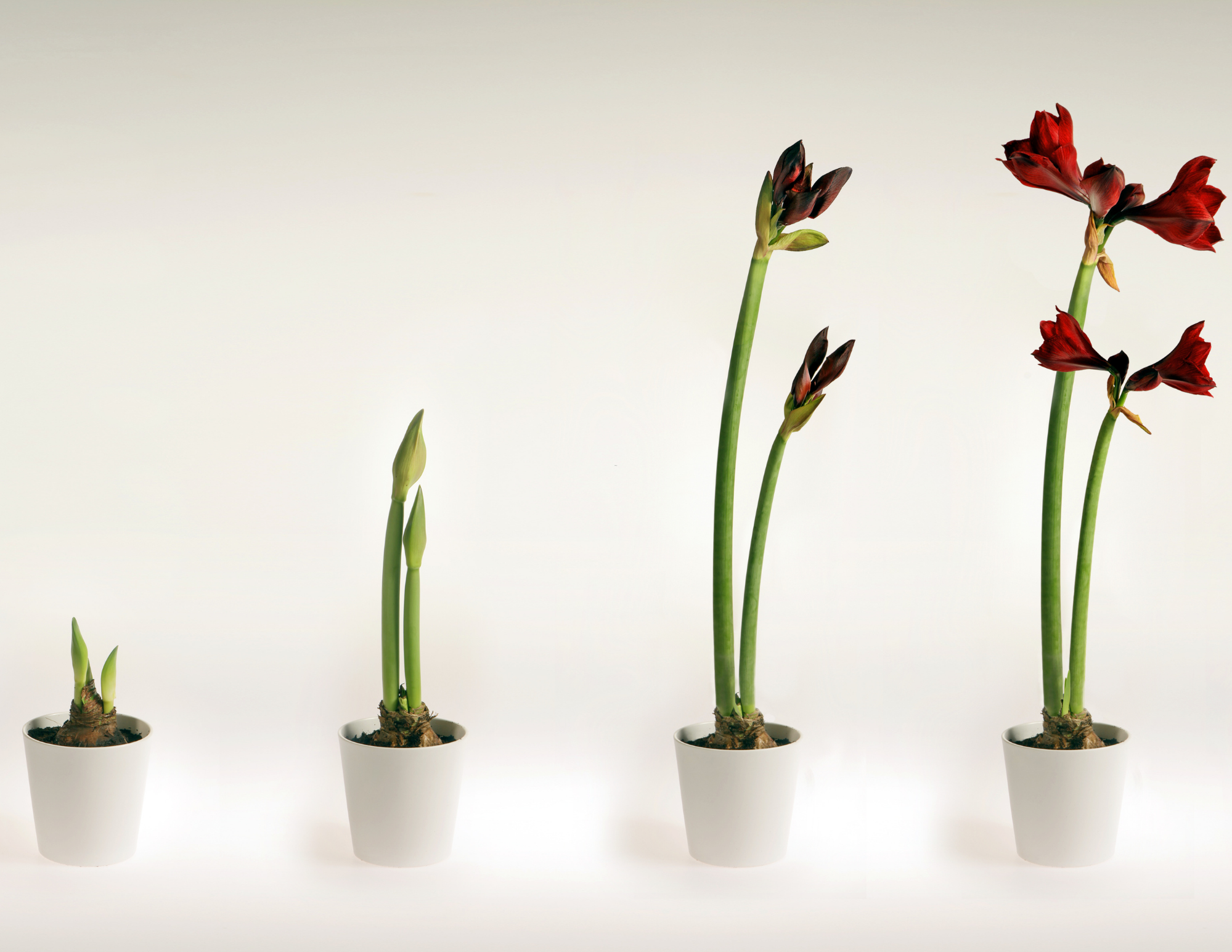 amaryllis workshop in Fishers