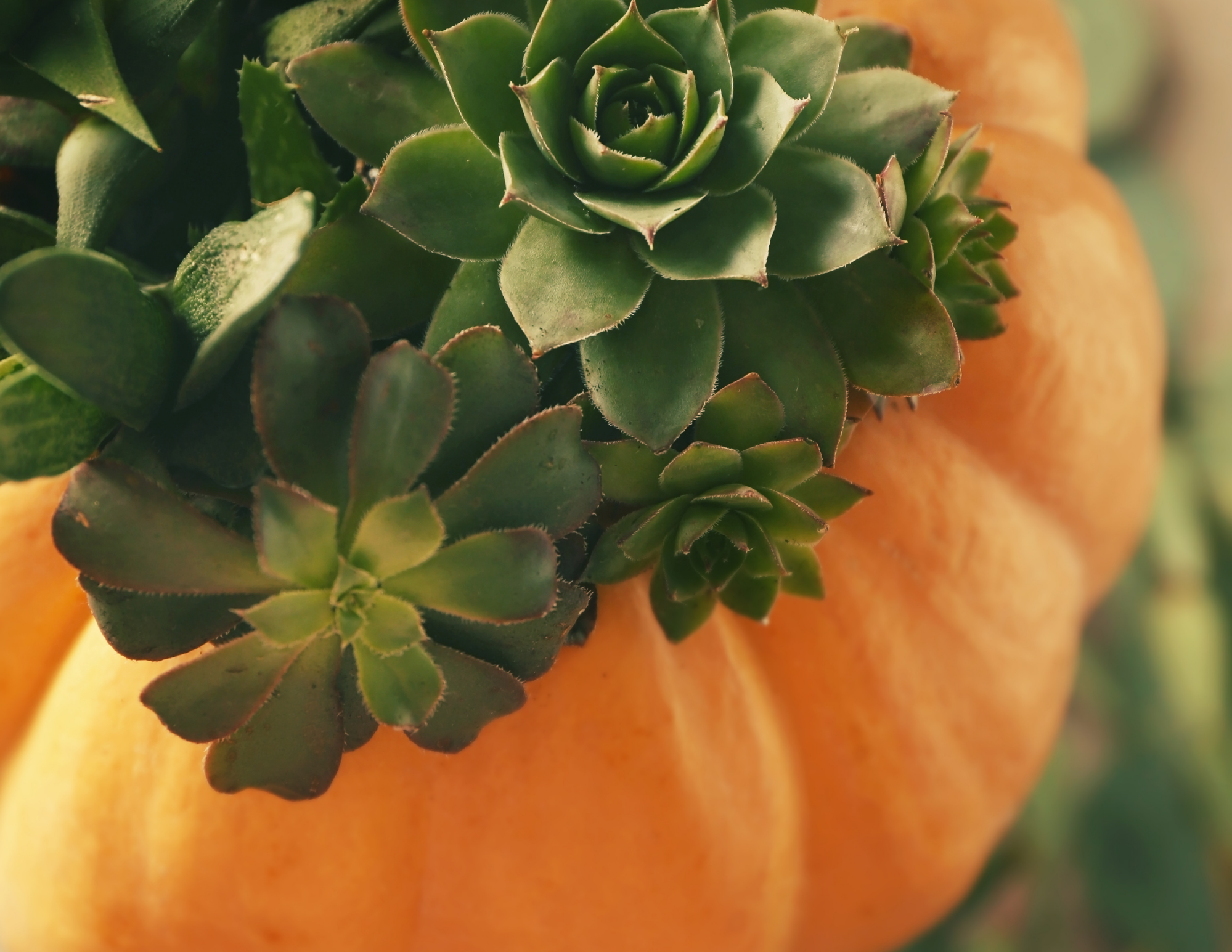 fall workshop succulent pumpkin centerpiece