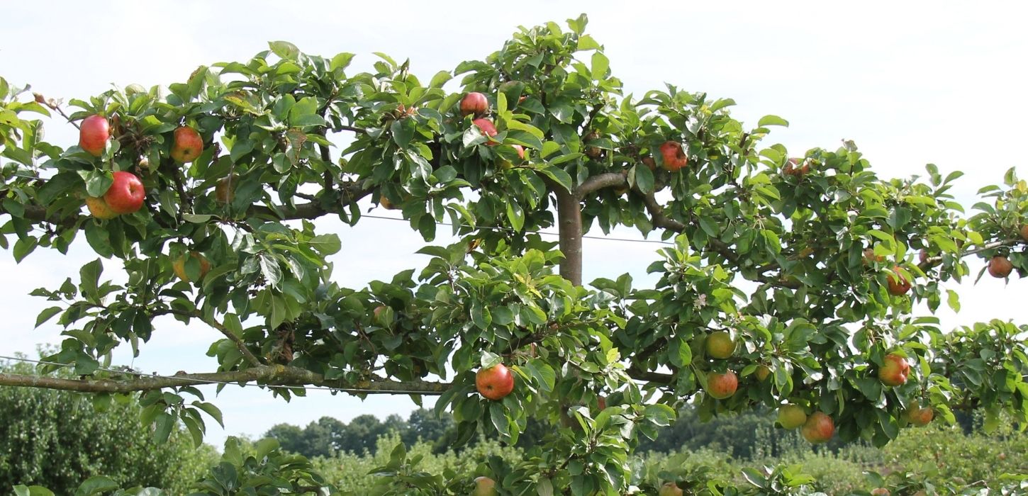 espalier tree