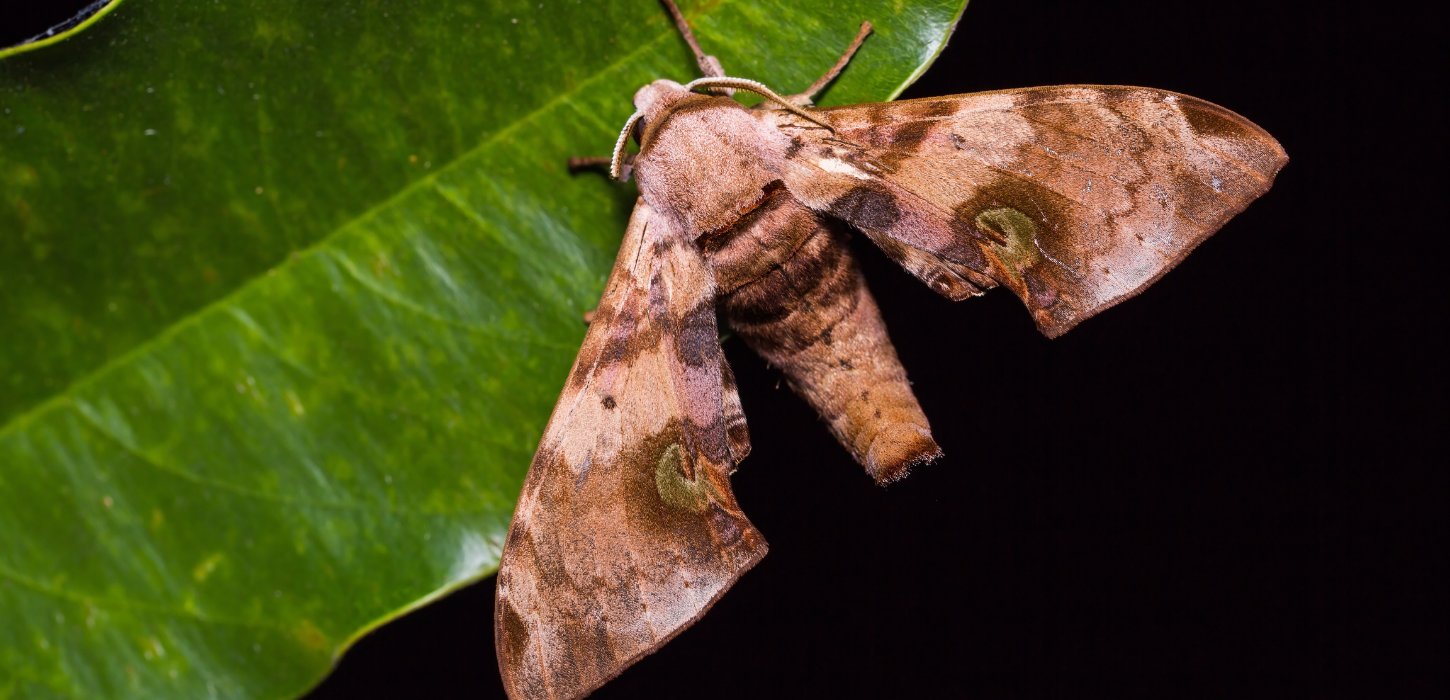 nighttime pollinators in backyards