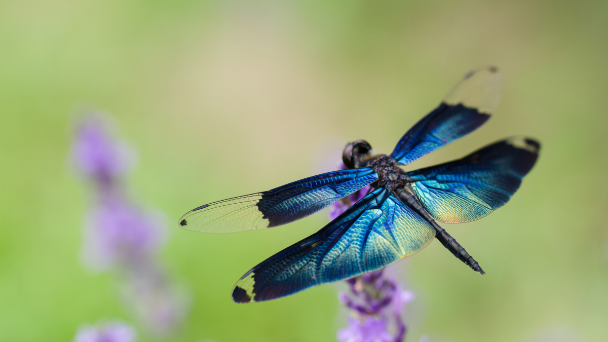 dragonflies make outdoor life easier by eating mosquitoes